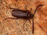 Prionus Long-horned Beetle. Credit: L. Buss