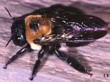 Carpenter Bee. Credit: P. Choate