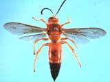 Cicada Killer Wasp. Credit: FDACS, DPI