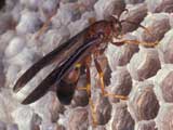 Polistes Paper Wasp. Credit: J. Castner