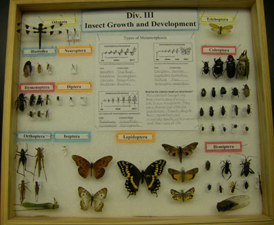 Insect Growth and Development