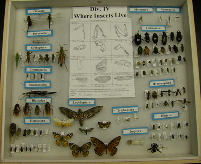 Where Insects Live