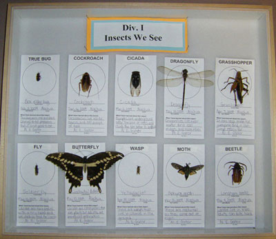 Insects We See