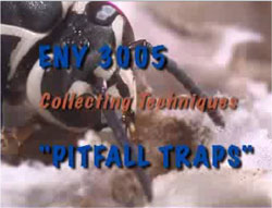 Pitfall Traps video