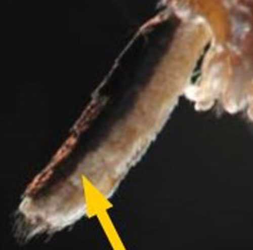 Yellow arrow pointing to the line running lengthwise down the side of the abdomen separating dark scales on the top of the abdomen and light scales on the underside of the abdomen in Wyeomyia 