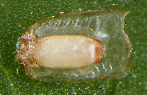 Egg of Gratiana boliviana
