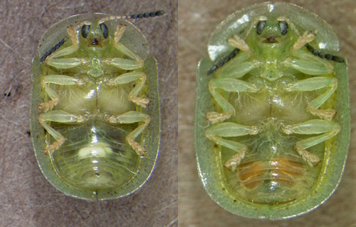 Female (left) and male (right) Gratiana boliviana,note paired white oviducts and orange testes