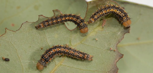 Bumelia webworm, Urodus parvula (Edwards), larvae on red bay, Persea borbonia (L.) Sprengel, showing characteristic feeding damage.