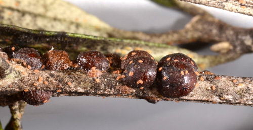 Adult female black scales, Saissetia oleae (Olivier) on cultivated olive (Olea europaea L.). 