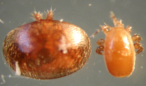 Varroa on the left, compared with Tropilaelaps on the right.