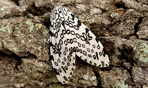 Giant leopard moth, Hypercompe scribonia (Stoll 1790)