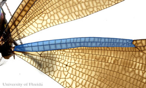 Wings of of Calopteryx maculata, a damselfly, showing several antenodal crossveins. 