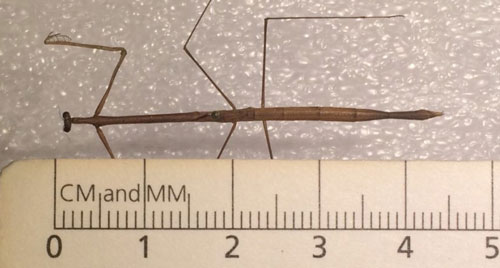 Adult female Thesprotia graminis (Scudder) shown alongside a ruler. This specimen measures about 44 mm in length, which is just short of the average length range for the species. This could be due to the effect of drying on the specimen. Photograph by Bethany McGregor, University of Florida.