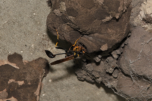 Figure 7. Female Sceliphron caementarium (Drury) with a paralyzed spider in her mandibles. She is preparing to push it inside the mud nest. Photograph by Erin Powell, University of Florida.
