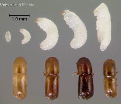 Life cycle of the redbay ambrosia beetle, Xyleborus glabratus Eichhoff. Top row, left to right: egg; 1st, 2nd and 3rd instar larvae, pupa. Bottom row, left to right: the first three adults are females with progressively darkening exoskeltons, the final adult is a male. 