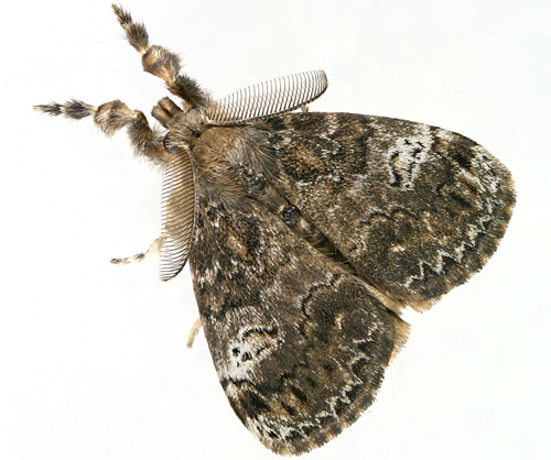 Male fir tussock moth (Orgyia detrita).