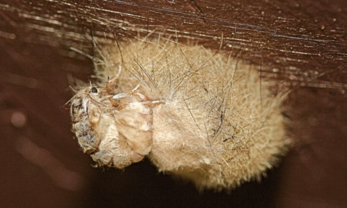 Female fir tussock moth (Orgyia detrita) rubbing setae from her abdomen onto her egg mass. 