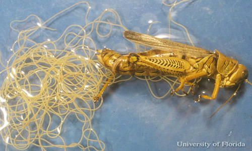 Mature juvenile grasshopper nematodes, Mermis nigrescens Dujardin, that have left the body of a grasshopper.