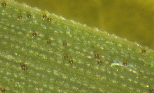 Eggs of the grasshopper nematode, Mermis nigrescens Dujardin, adhering to grass foliage. The eggs are consumed along with the vegetation when grasshoppers feed.