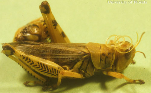 Mature juvenile grasshopper nematodes, Mermis nigrescens Dujardin, emerging from a grasshopper.