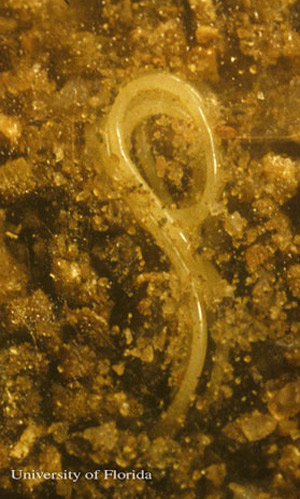 Mature juvenile grasshopper nematode, Mermis nigrescens Dujardin, that has descended into the soil after exiting a grasshopper.