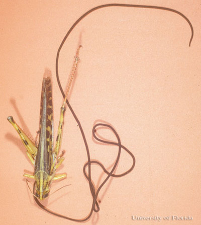 Horsehair worm, Gordius spp. that has emerged from a grasshopper.