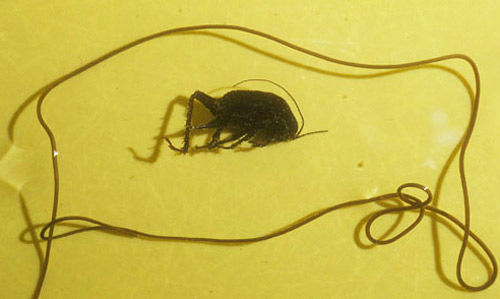 Horsehair worm, Gordius spp. that has emerged from a cricket.