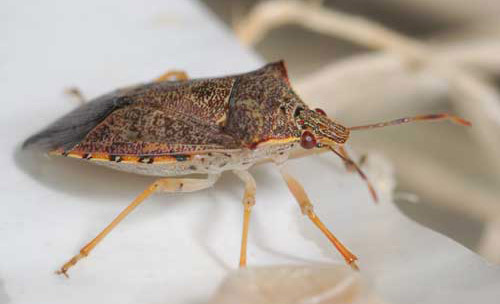 Front lateral view of a spined soldier bug, Podisus maculiventris (Say). 