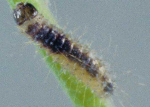 First instar larva of the harvester butterfly, Feniseca tarquinius (Fabricius), full of woolly maple aphid blood. 