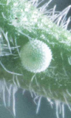 Egg of the cassius blue, Leptotes cassius (Cramer). (Collected by Marc Minno). 