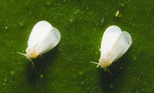 Adult cloudywinged whiteflies, Singhiella citrifolii (Morgan). 