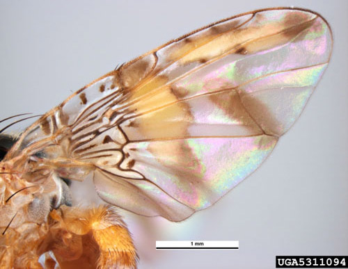 Wing of the adult Mediterranean fruit fly, Ceratitis capitata (Wiedemann). Wings are usually held in a drooping position on live flies, are broad and hyaline with black, brown, and brownish yellow markings. There is a wide brownish yellow band across middle of wing. 