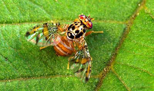 Dorsal view of adult male Mediterranean fruit fly, Ceratitis capitata (Wiedemann). 