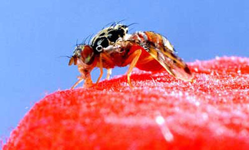 Lateral view of adult Mediterranean fruit fly, Ceratitis capitata (Wiedemann), regurgitating food. 