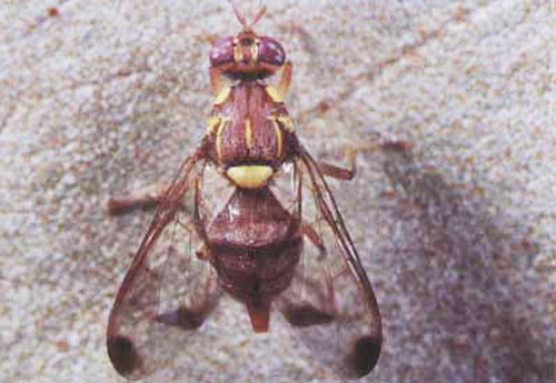Adult female melon fly, Bactrocera cucurbitae (Coquillett).