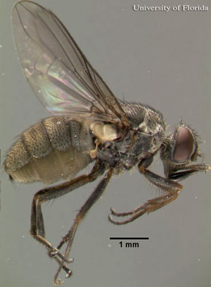 Lateral view of an adult horn fly, Haematobia irritans irritans (Linnaeus).