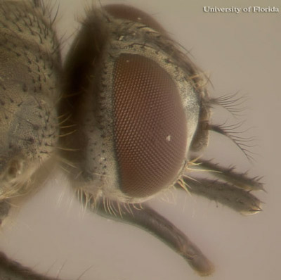 Side views of horn fly, Haematobia irritans irritans (Linnaeus) (top); 