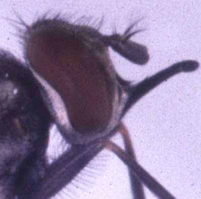 and stable fly, Stomoxys calcitrans (Linnaeus) (bottom). The maxillary palpi of the horn fly are nearly as long as its proboscis, whereas the stable fly's palpi are considerably shorter than its proboscis.