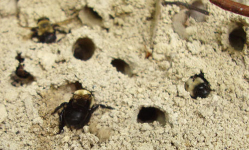 Nesting area of the miner bee, Anthophora abrupta Say, with at least three females visible.