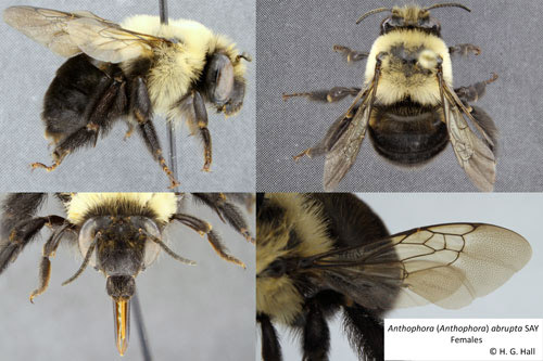 Adult female Anthophora abrupta Say, a miner bee.