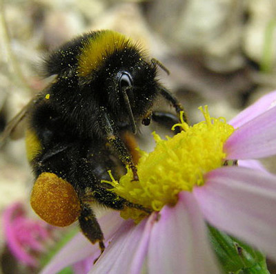 A bumble bee, Bombus sp., with full pollen basket.