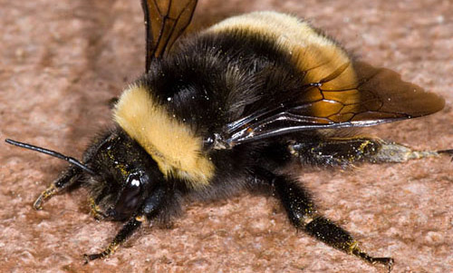 Adult female yellow-banded bumble bee, Bombus terricola Kirby.