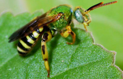 Adult Agapostemon splendens (Lepeletier), a sweat bee.