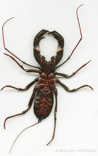 Ventral view of the giant whip scorpion or 'vingaroon,' Mastigoproctus giganteus giganteus (Lucas). 