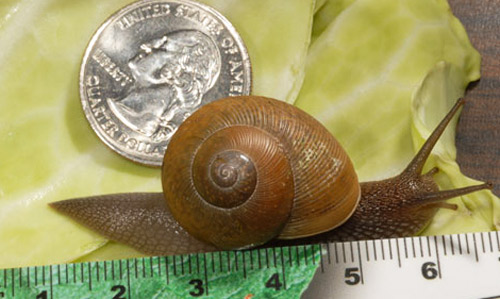 Length and total size comparisons for Zachrysia provisoria (L. Pfeiffer, 1858), the Cuban brown snail. 