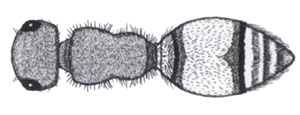 Dorsal view of Pseudometheca simillima (Smith). Note: head less than twice the width of mesosoma. 