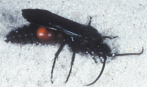 Adult male Dasymutilla sp., a velvet ant. 
