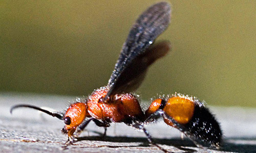 Adult male Sphaeropthalma pensylvanica (Lepeletier), a velvet ant. 