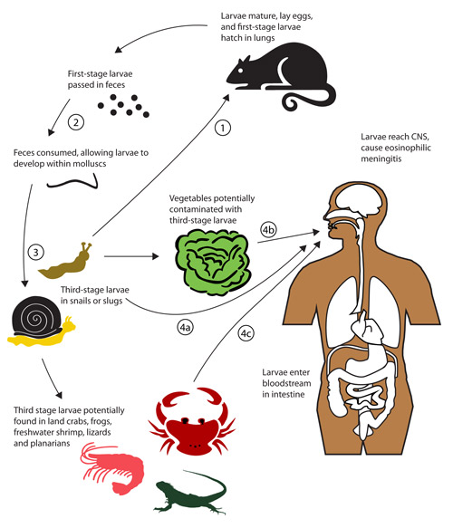 Potential routes of infection of the human central nervous system (CNS) by the rat lungworm, Angiostrongylus cantonensis. Note that the normal life cycle involves consumption of molluscs by rats, then excretion of nematodes in rat feces, which are then consumed by molluscs. Human infection can occur when uncooked infected molluscs are eaten or, more rarely, when uncooked contaminated paratenic (transport) hosts or vegetable matter is consumed.