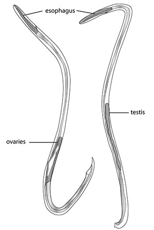 Adult female (left) and male (right) of the rat lungworm, Angiostrongylus cantonensis.